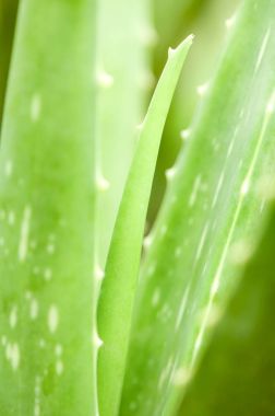 Aloe vera arkaplanı terk eder.