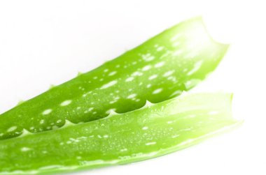 Aloe vera arkaplanı terk eder.