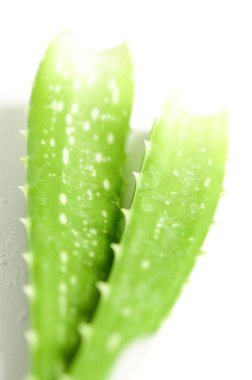 Aloe vera arkaplanı terk eder.