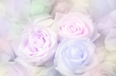 Yumuşak Pastel tonda gül.