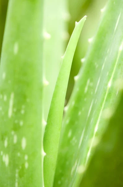 Aloe Vera leaves background. — Stock Photo, Image