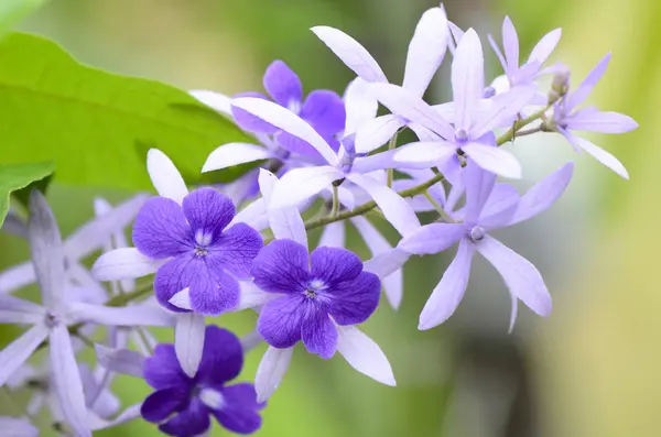 Mor çelenk, Kraliçe'nin çelenk, zımpara asma, mavi kuş asma.