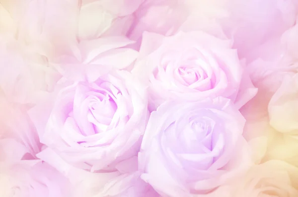 Rosas em tons de pastel macio . — Fotografia de Stock