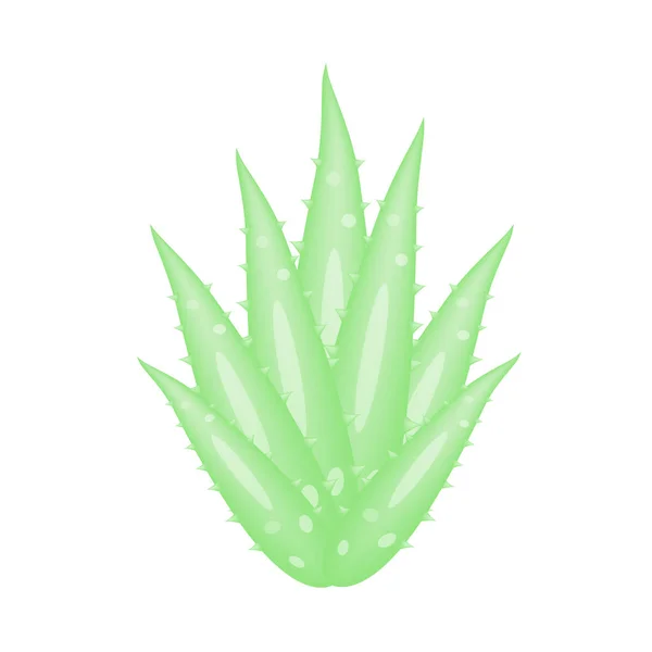 Aloe Vera Aloe Barbadensis Mill Star Cactus Aloe Aloin Jafferabad — Vector de stock