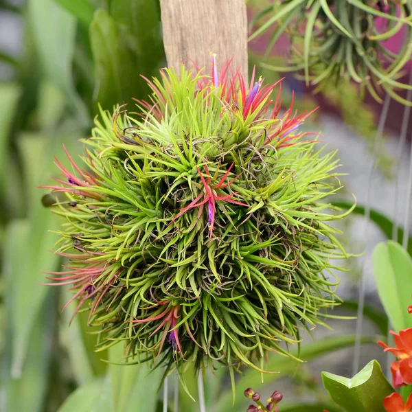 Tillandsia-természetes zöld háttér. — Stock Fotó