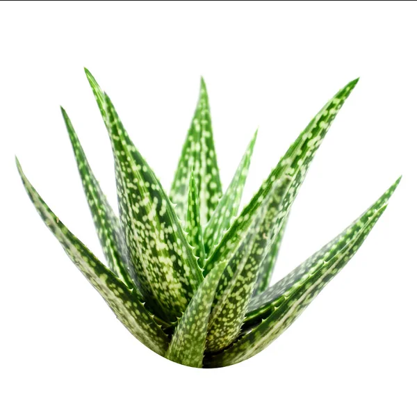 Aloe Vera folhas no fundo branco. — Fotografia de Stock