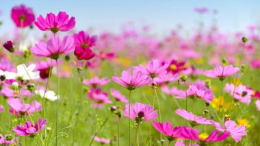 Pembe kozmos çiçekleri alan güneşli.