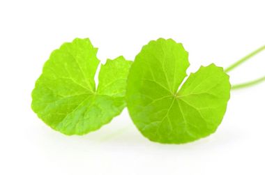 Beyaz arka plan üzerinde doğal Gotu Kola bırakır.