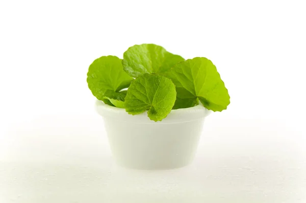 Natural Gotu-Kola leaves in white pot on white background. — Stock Photo, Image
