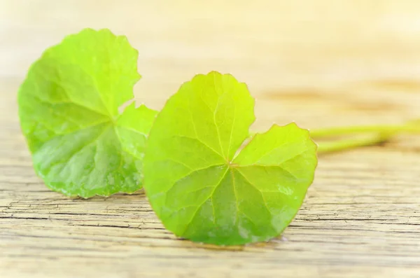 Natural Gotu-Kola leaves on wood background with warm light tone — Stock Photo, Image