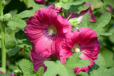 Alcea Rosea, Malvaceae familyasından bir çiçektir..