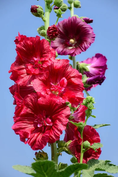 Alcea rosea é uma espécie de planta ornamental da família Malvaceae. . — Fotografia de Stock