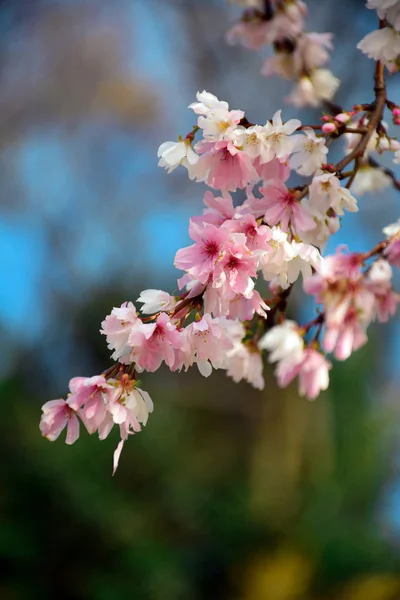 Winterblühende Kirschblüte n kenrokuen park bei kanasawa, ja — Stockfoto