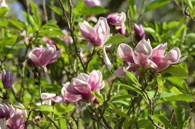 Pink Magnolia (Magnolia liliiflora.) or Tulip tree.