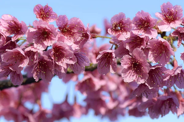 Rosa Kirschblüte Auf Natürlichem Farbhintergrund Rosa Sakura Frühling — Stockfoto