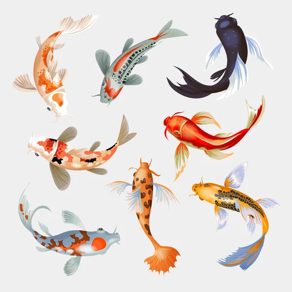 Poisson Koï Vecteur Illustration Carpe Japonaise Coloré Oriental Koï Asie — Image vectorielle