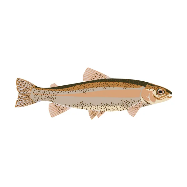 Natural flat trout — Stock Vector