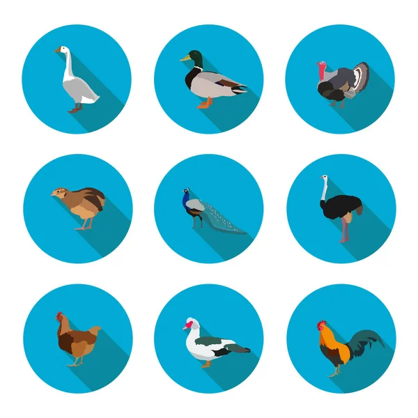 Set of flat icons poultry — Stock Vector