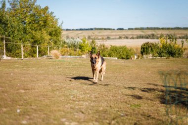 Çoban köpeği ayakta ve dikkatlice dışarı bakıyor. Yeşil ağaçlar ve mavi gökyüzü olan doğa manzarası.