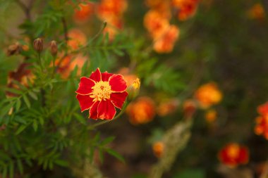 Bulanık arkaplanda Marigold ya da tagetes çiçekleri