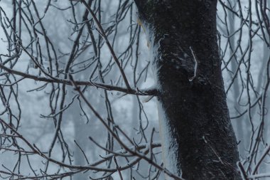 Ağaçlı ve karlı kış sahnesi