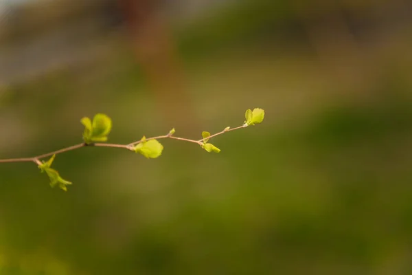 Tender Spring Branch First Green Leaves Blurry Background Copy Space — Stock Photo, Image