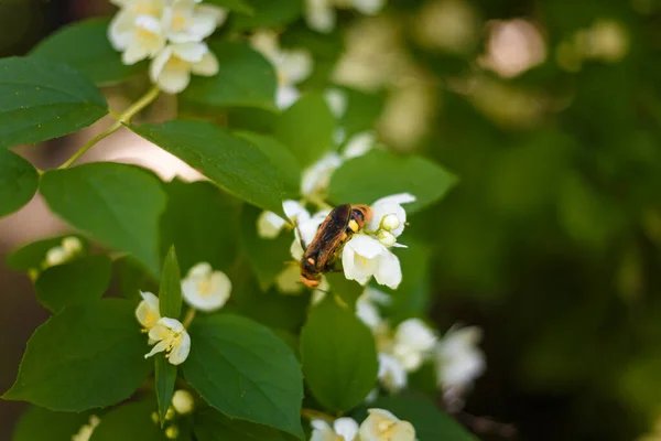 Bin Som Samlar Pollen Från Jasminblommor Grön Blommande Buske — Stockfoto
