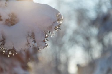 Güneşli kış gününde açık havada karla kaplı mavi bir köknar ağacının dalını kapatın. Bokeh ile bulanık arkaplan. Mevsimlik manzara. 