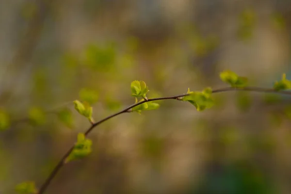 Tender Spring Branch First Green Leaves Blurry Background Copy Space — Stock Photo, Image