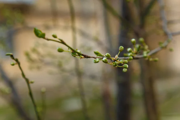 Tender Cherry Tree Branch First Buds Blooming Spring Time Concept — Stock Photo, Image