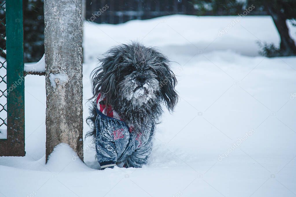 Long-haired tibetan terrier dog dressed in jacket walking in snowfall weather. Winter walk with puppy.