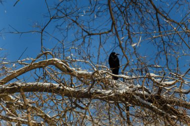 Kara karga ya da kuzgun kışın mavi gökyüzü arka planında ağaç dalında oturuyor.
