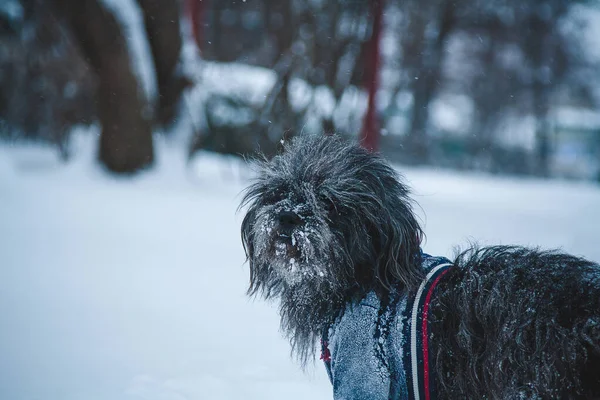 Cão Terrier Tibetano Cabelos Compridos Vestido Com Jaqueta Andando Tempo — Fotografia de Stock