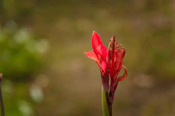 Yeşil Bulanık Arkaplanda Kırmızı Çiçek Goncası Boşluğu Kopyala — Stok fotoğraf