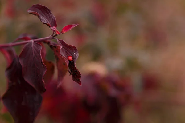 红色秋天树叶上的小瓢虫 背景模糊 复制空间 — 图库照片