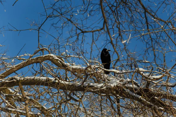 Black crow or raven sitting on tree branch in winter on blue sky background