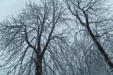 Ağaçların dalları gökyüzünde karla kaplıdır. Kar yağışı ve bulutlu soğuk havada kış manzarası. Düşük açı görünümü.