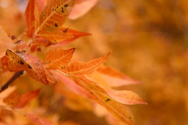 Golden Maple Leaf Blurry Autumn Background Place Text — Stock Photo, Image