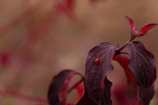 Tiny Ladybug Red Autumn Leaves Blurry Background Copy Space — Stock Photo, Image