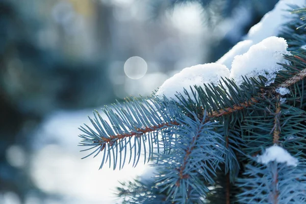 Close Blue Fir Tree Branch Covered Snow Outdoors Sunny Frosty — Stock Photo, Image