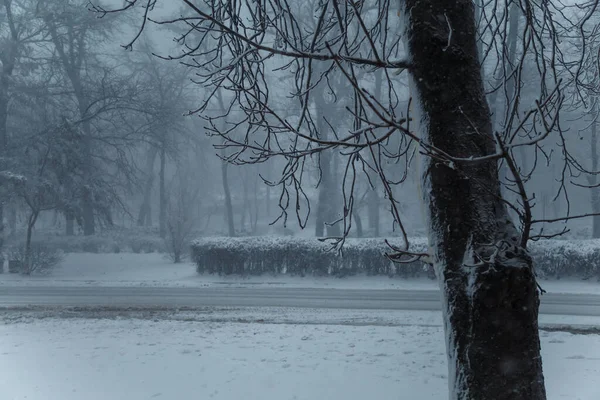 Zimní Scéna Stromy Sněhem — Stock fotografie