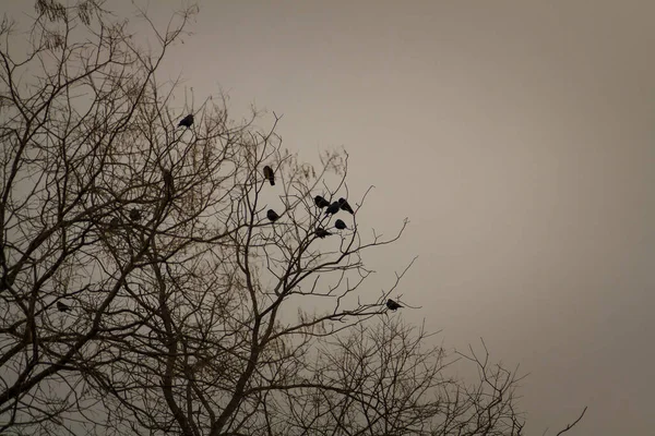 Zwarte Kraaien Boomtop Vogels Zittend Kale Boomtakken Winter Grijze Lucht — Stockfoto