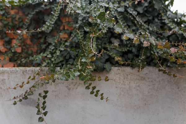 Climbing plant over a fence, green ivy leaves covering cement wall.