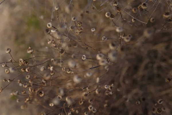 Yumuşak Odaklı Kuru Kahverengi Dallar Çiçek Dokusu Sonbahar Bitkisi Değişimi — Stok fotoğraf
