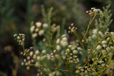 Tarla çiçekleri, bulanık yeşil arka planda gün batımında. Yaz ve ilkbahar çiçek açan kavram.