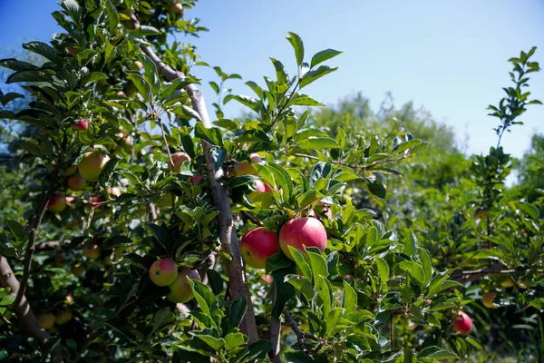 Świeże Czerwone Jabłka Wiszące Gałęziach Jabłoni Letnim Sadzie — Zdjęcie stockowe