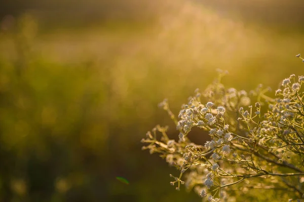 Полевые Цветы Травы Листья Прекрасном Солнечном Свете Расплывчатый Фон Пространство — стоковое фото