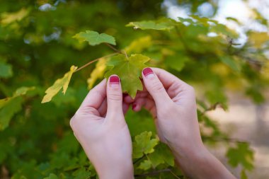 Ağacın yeşil yapraklarını tutan kırmızı manikürlü kadın elleri. Doğa, sağlık ve güzellik, eller ve tırnaklar bakım konsepti.