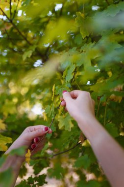 Ağacın yeşil yapraklarını tutan kırmızı manikürlü kadın elleri. Doğa, sağlık ve güzellik, eller ve tırnaklar bakım konsepti.