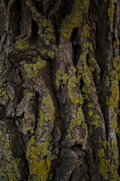 Baumstruktur Mit Moos Bedeckt — Stockfoto